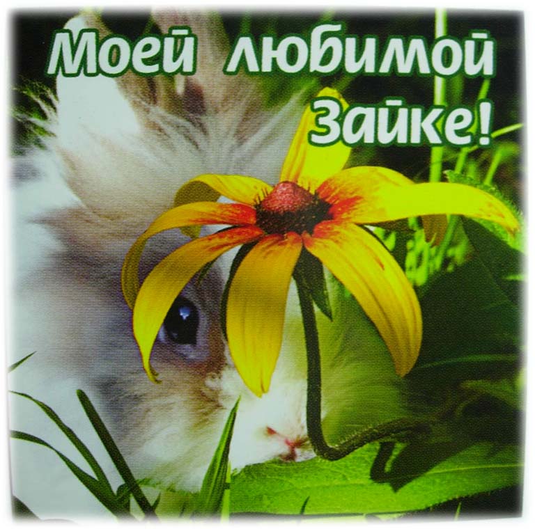 Стих для моего любимого зайчика Стих для моего любимого зайчика